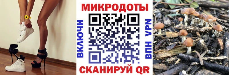 Псилоцибиновые грибы Cubensis  купить наркотик  Снежногорск 